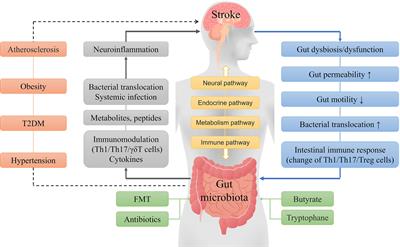 The Role of the Gut Microbiota in the Development of Ischemic Stroke